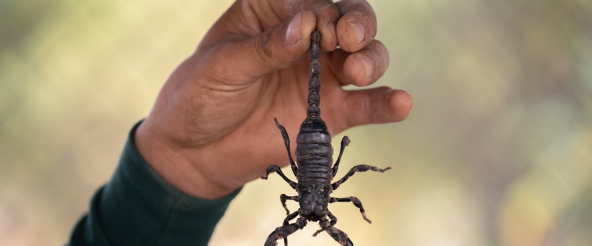 Can arizona scorpions kill you?