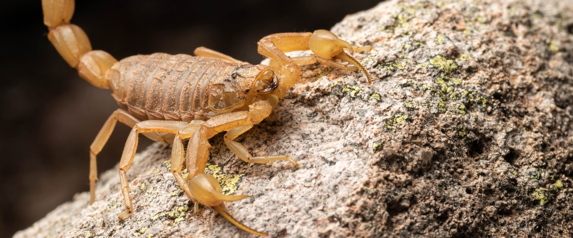 How many people have died from the arizona bark scorpion?