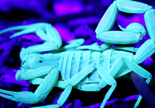 Are arizona bark scorpions deadly?